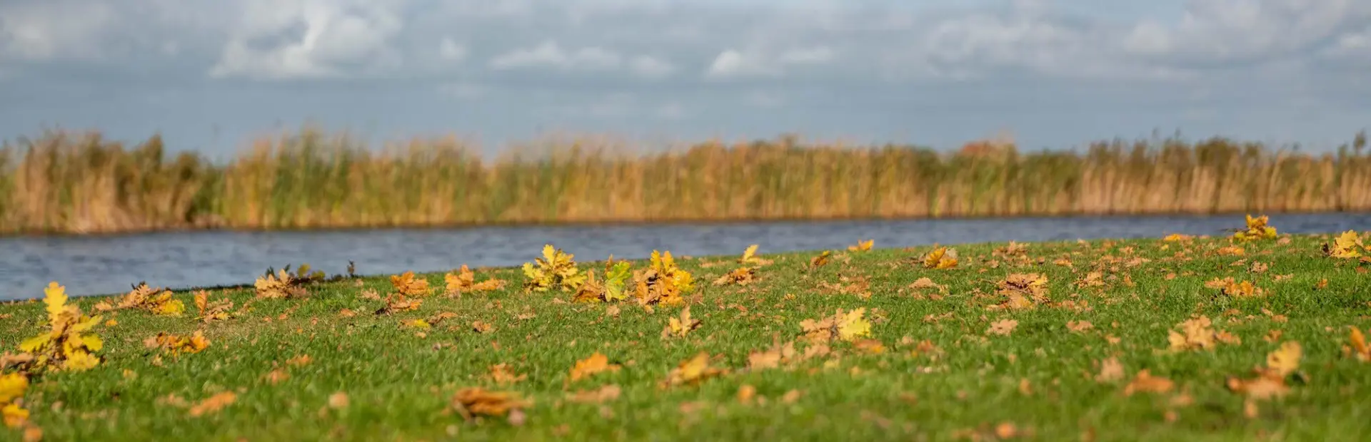 Herfstbladeren op De Rakken