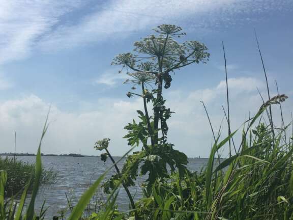 Indijk Natuurcamping de Rakken 8