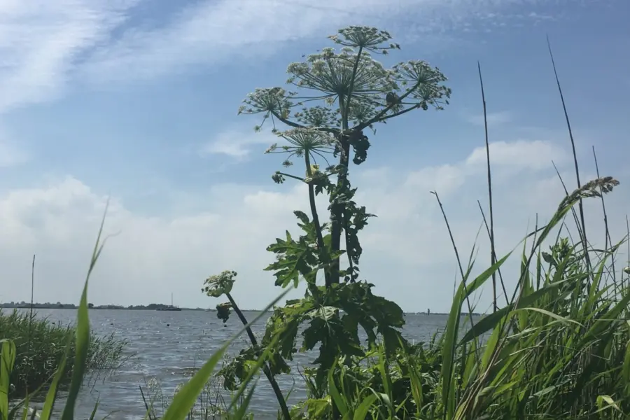 Indijk Natuurcamping de Rakken 8