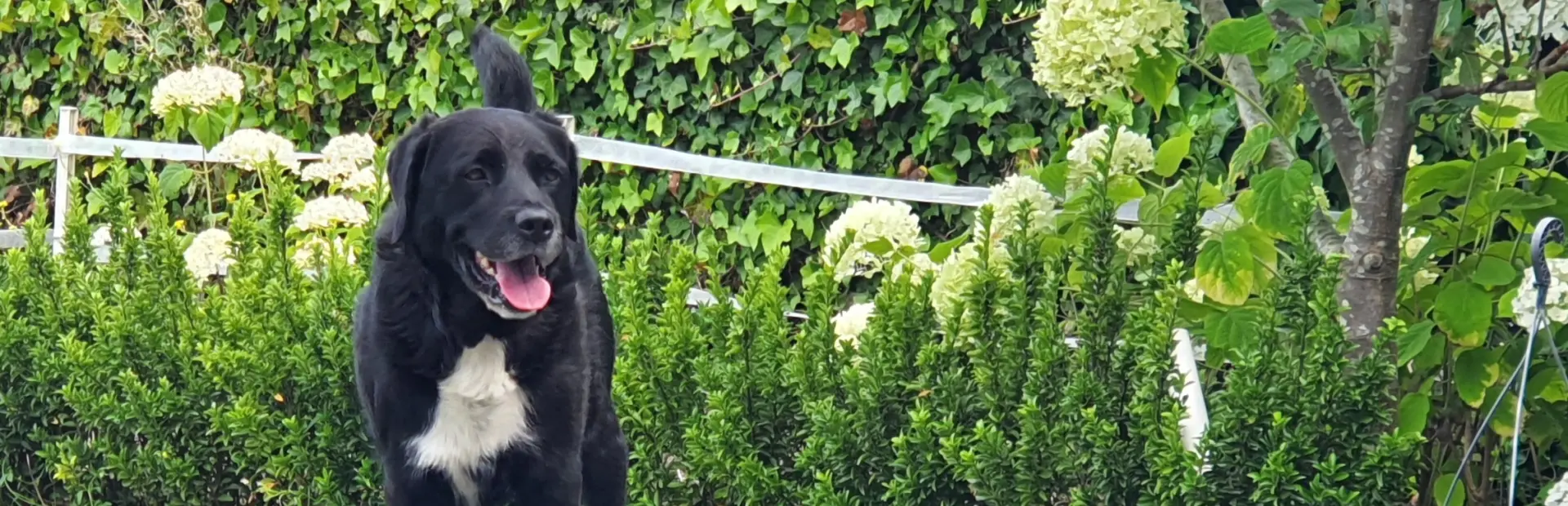 Honden moeten aangelijnd op Camping De Rakken Woudsend Friesland 1