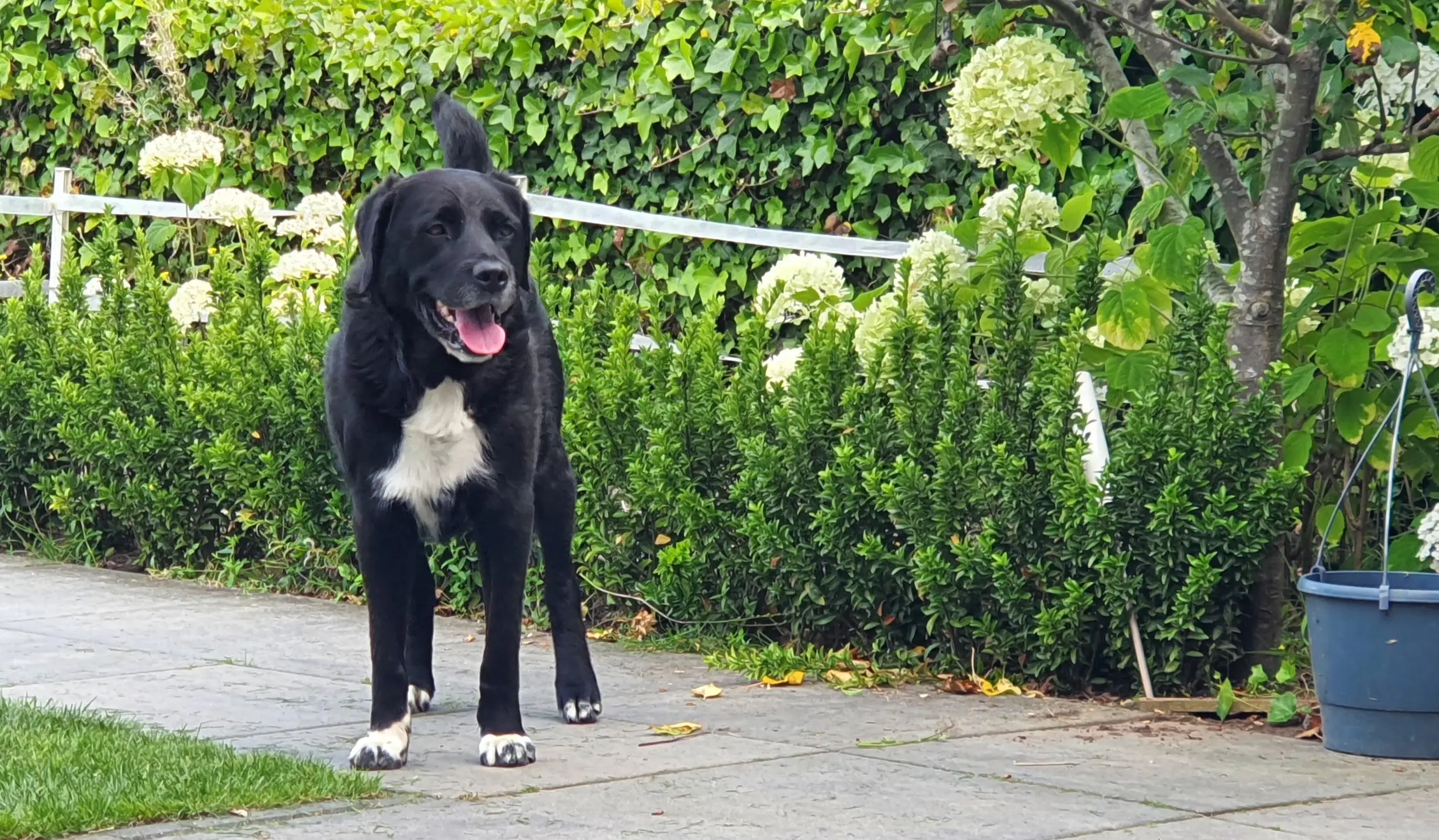 Honden moeten aangelijnd op Camping De Rakken Woudsend Friesland 1